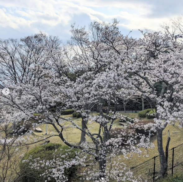 会場周辺では桜が咲き誇る