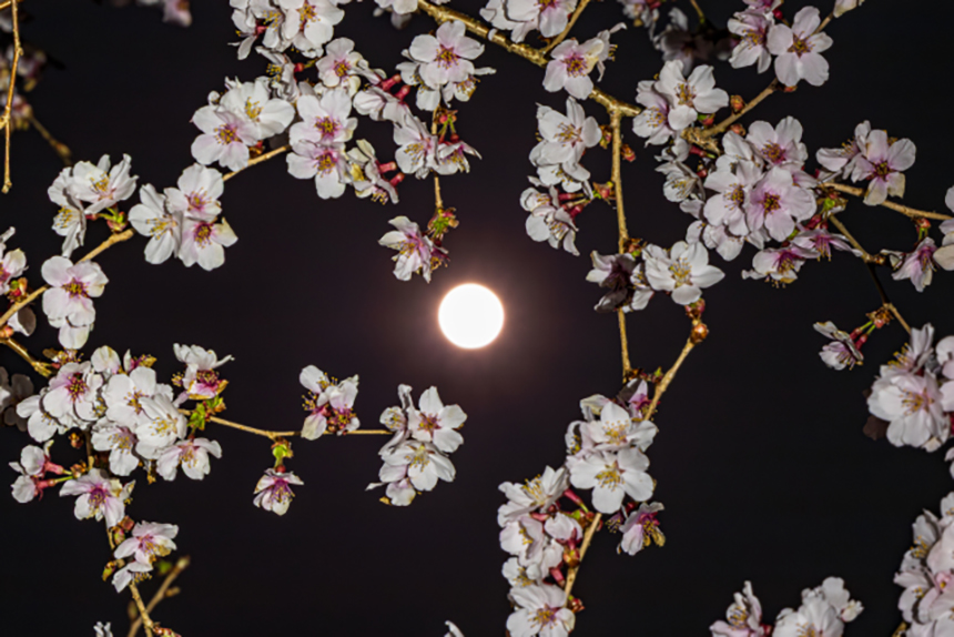 会場周辺では桜が咲き誇る