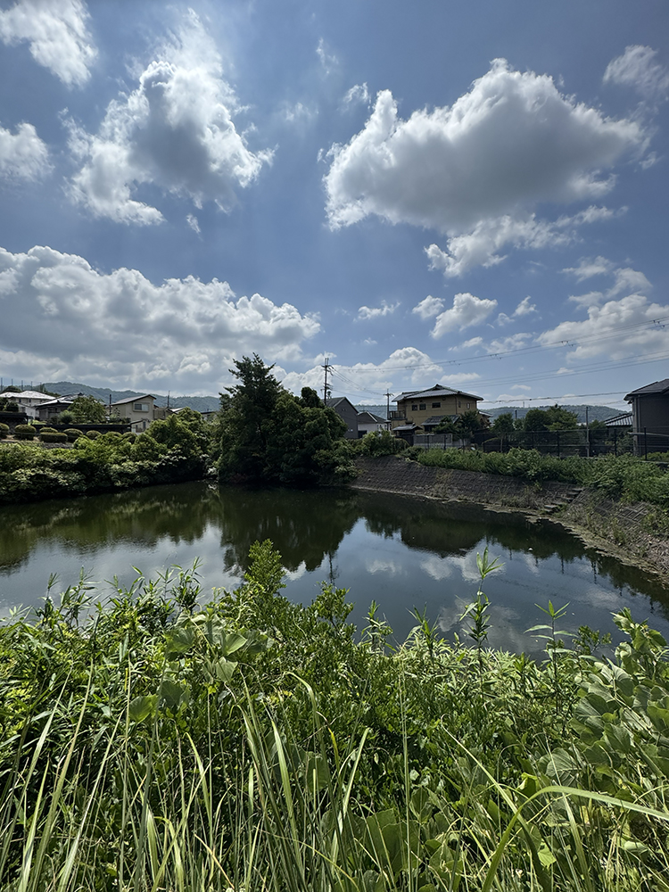 夏の光が反射する池