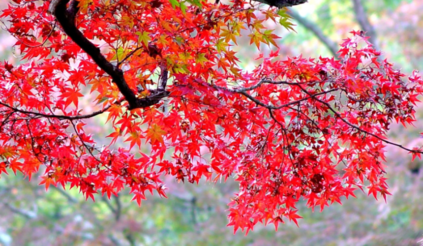 会場周辺では桜が咲き誇る