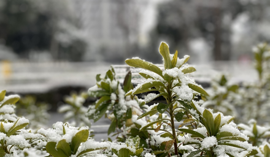 会場周辺では桜が咲き誇る