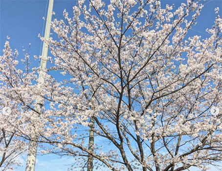 伏尾台さくら祭り